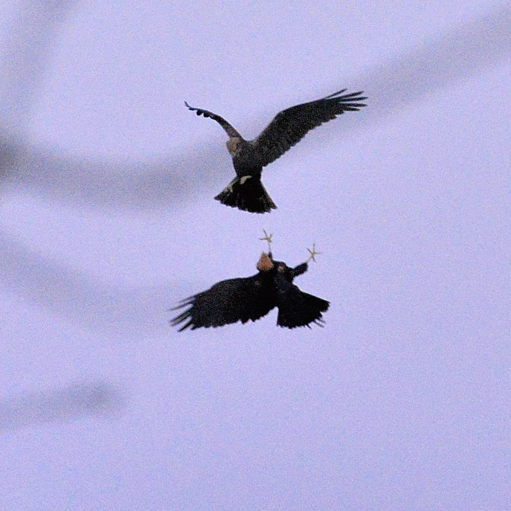 Busards des roseaux juvéniles en vol (Western Marsh Harrier, Circus aeruginosus), interaction acrobatique de 2 juvéniles de premier trimestre, Réserve Naturelle de MTB, Hauts de France. 